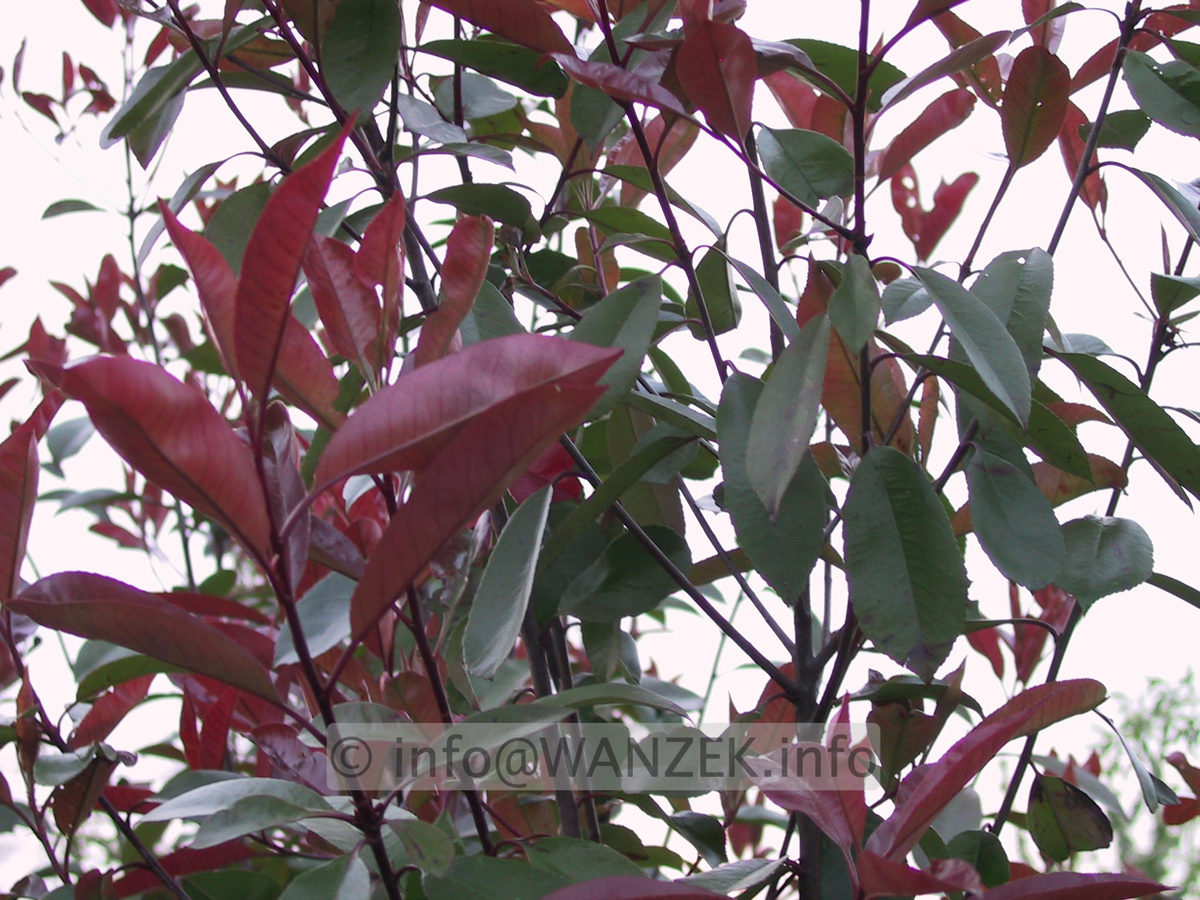 Photinia fraseri Red Robin 01a Wachstum.JPG